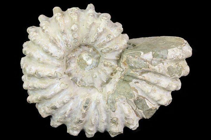 Bumpy Douvilleiceras Ammonite - Madagascar #79116